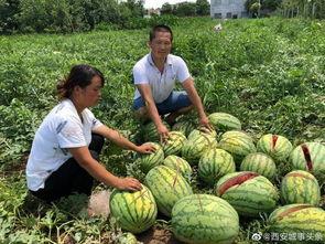 南充网红吃瓜事件,一场网络狂欢背后的真相与反思 第2张 南充网红吃瓜事件,一场网络狂欢背后的真相与反思 第2张