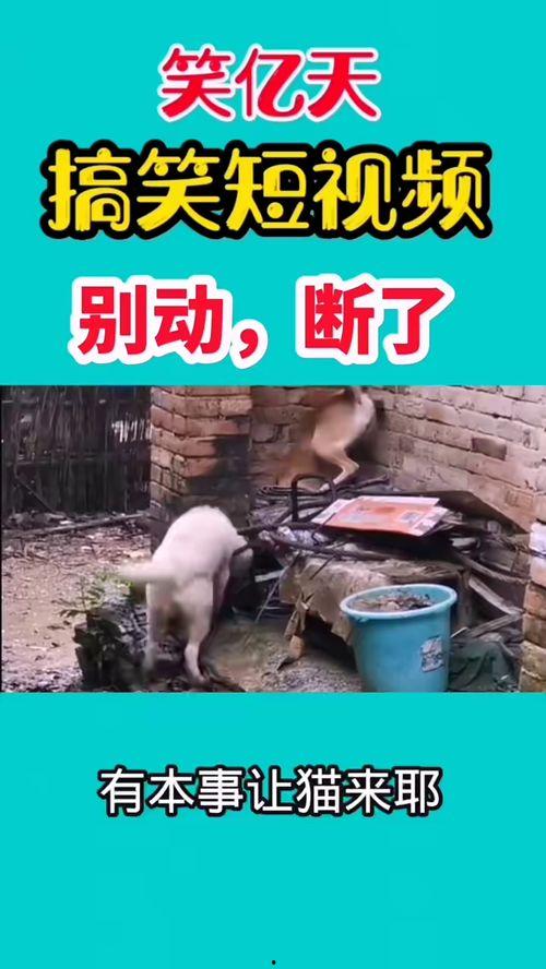 搞笑世界爆料视频,爆笑视频幕后花絮大曝光！