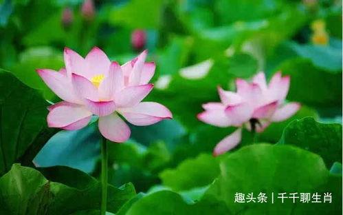 莲花一生最新爆料,揭开神秘爆料背后的真相 第1张 莲花一生最新爆料,揭开神秘爆料背后的真相 第1张