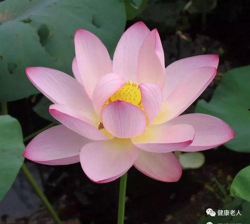 莲花一生最新爆料,揭开神秘爆料背后的真相 第2张 莲花一生最新爆料,揭开神秘爆料背后的真相 第2张