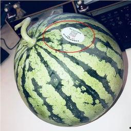 吃网红瓜的,一场吃瓜群众的狂欢盛宴 第2张 吃网红瓜的,一场吃瓜群众的狂欢盛宴 第2张