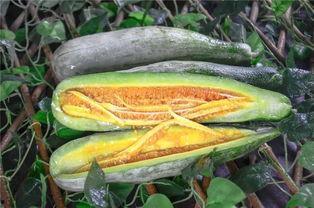 吃网红瓜的,一场吃瓜群众的狂欢盛宴 第3张 吃网红瓜的,一场吃瓜群众的狂欢盛宴 第3张