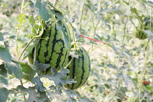 最新吃瓜爆料网红是谁,揭秘最新吃瓜爆料主角是谁？