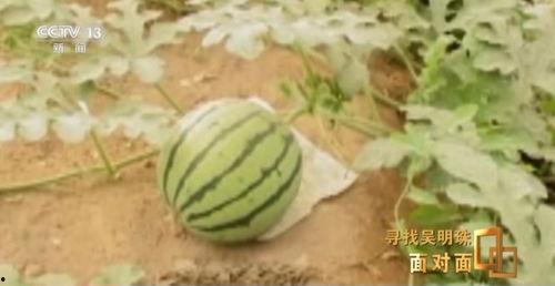 全国免费吃瓜网站有哪些,畅享网络盛宴的秘籍 第2张 全国免费吃瓜网站有哪些,畅享网络盛宴的秘籍 第2张