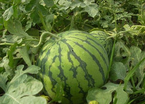 爆料西瓜嫁接方法视频教程,视频教程揭秘高效嫁接方法