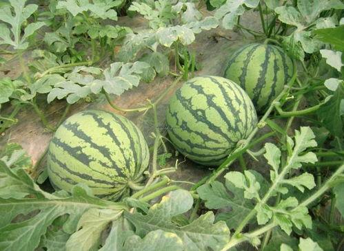 爆料西瓜嫁接方法视频教程,视频教程揭秘高效嫁接方法 第2张 爆料西瓜嫁接方法视频教程,视频教程揭秘高效嫁接方法 第2张