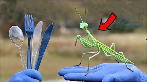 贴吧大神爆料螳螂视频,螳螂捕食瞬间，高清视频震撼呈现  第2张