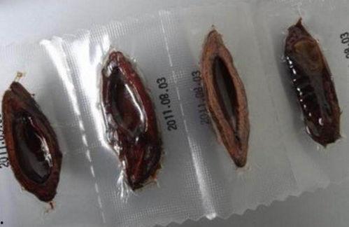 槟榔的制作爆料视频大全  第2张