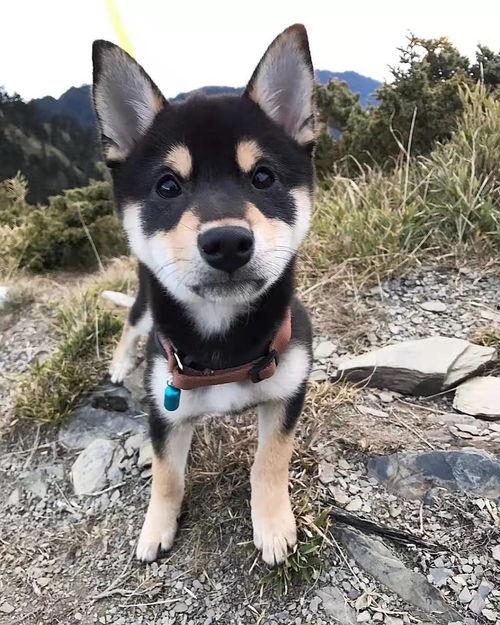 训犬师爆料糯米视频,糯米视频背后的惊人真相  第1张