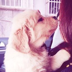 训犬师爆料糯米视频,糯米视频背后的惊人真相  第3张