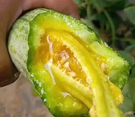 网红最近吃的瓜,揭秘网红们的饮食秘密与幕后故事  第2张