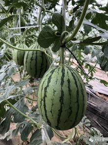 网红最近吃的瓜,揭秘网红们的饮食秘密与幕后故事  第3张